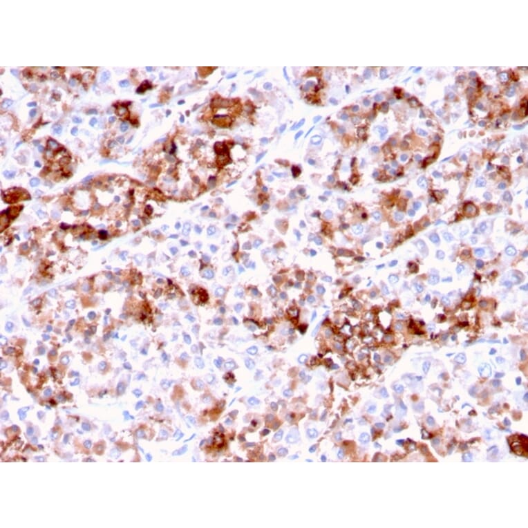 Immunohistochemistry - Anti-Prolactin Antibody [PRL/2644] - BSA and Azide free (A252916) - Antibodies.com