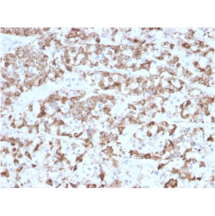 Immunohistochemistry - Anti-Prolactin Antibody [PRL/2910] - BSA and Azide free (A252916) - Antibodies.com