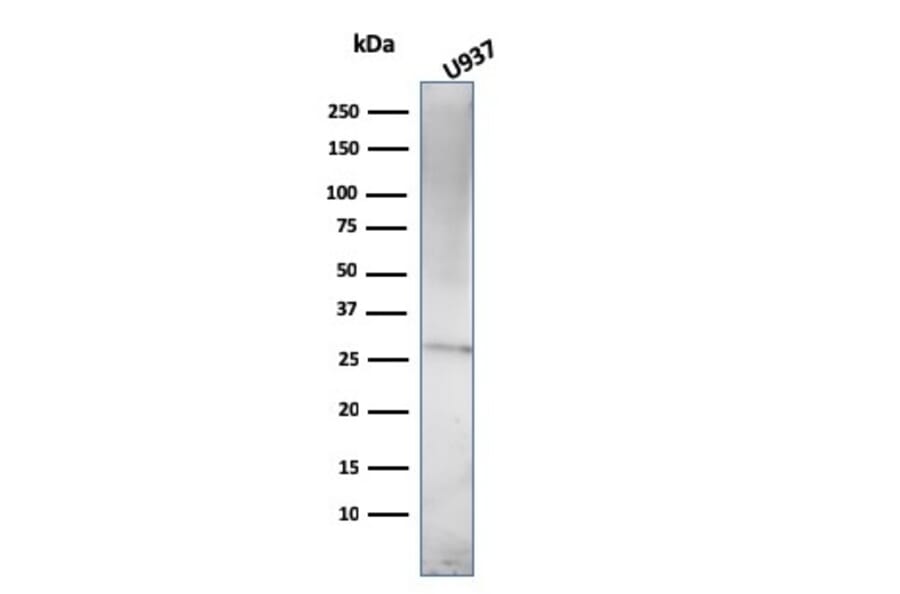 Western Blot - Anti-Prolactin Antibody [PRL/2910] - BSA and Azide free (A252917) - Antibodies.com
