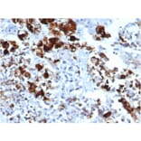 Immunohistochemistry - Anti-Prolactin Antibody [rPRL/4909] - BSA and Azide free (A252917) - Antibodies.com