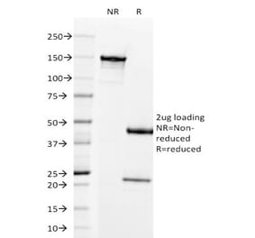 SDS-PAGE - Anti-Prolactin Receptor Antibody [B6.2] - BSA and Azide free (A252919) - Antibodies.com