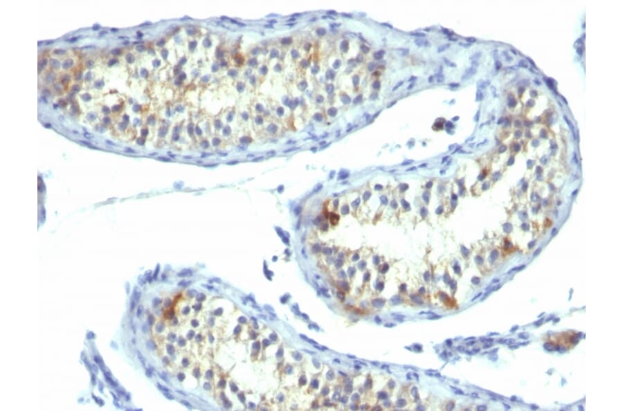 Immunohistochemistry - Anti-Prolactin Receptor Antibody [B6.2] - BSA and Azide free (A252918) - Antibodies.com