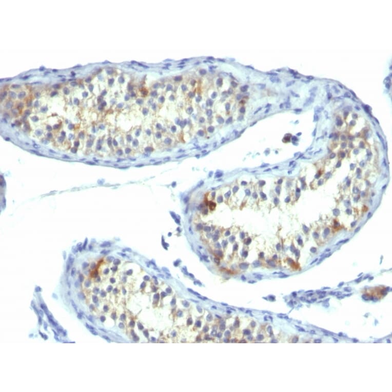 Immunohistochemistry - Anti-Prolactin Receptor Antibody [B6.2] - BSA and Azide free (A252918) - Antibodies.com