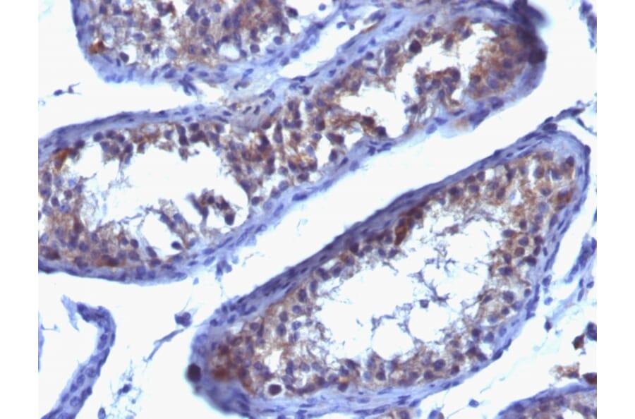 Immunohistochemistry - Anti-Prolactin Receptor Antibody [SPM213] - BSA and Azide free (A252919) - Antibodies.com