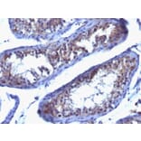 Immunohistochemistry - Anti-Prolactin Receptor Antibody [SPM213] - BSA and Azide free (A252919) - Antibodies.com