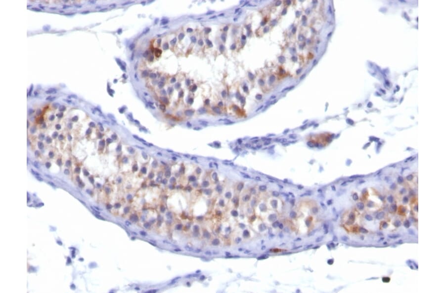 Immunohistochemistry - Anti-Prolactin Receptor Antibody [PRLR/742] - BSA and Azide free (A252920) - Antibodies.com
