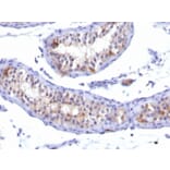 Immunohistochemistry - Anti-Prolactin Receptor Antibody [PRLR/742] - BSA and Azide free (A252920) - Antibodies.com