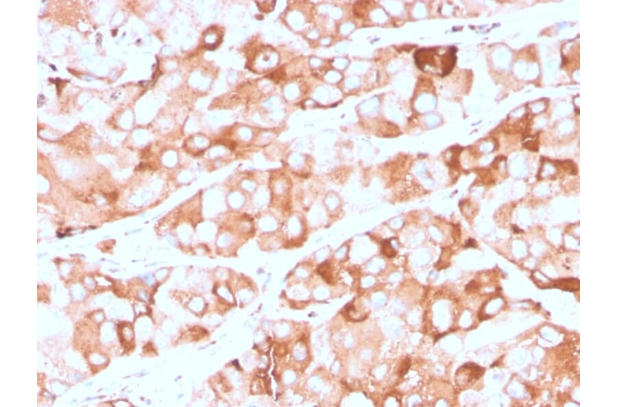 Immunohistochemistry - Anti-Prolactin Receptor Antibody [rPRLR/742] - BSA and Azide free (A252923) - Antibodies.com