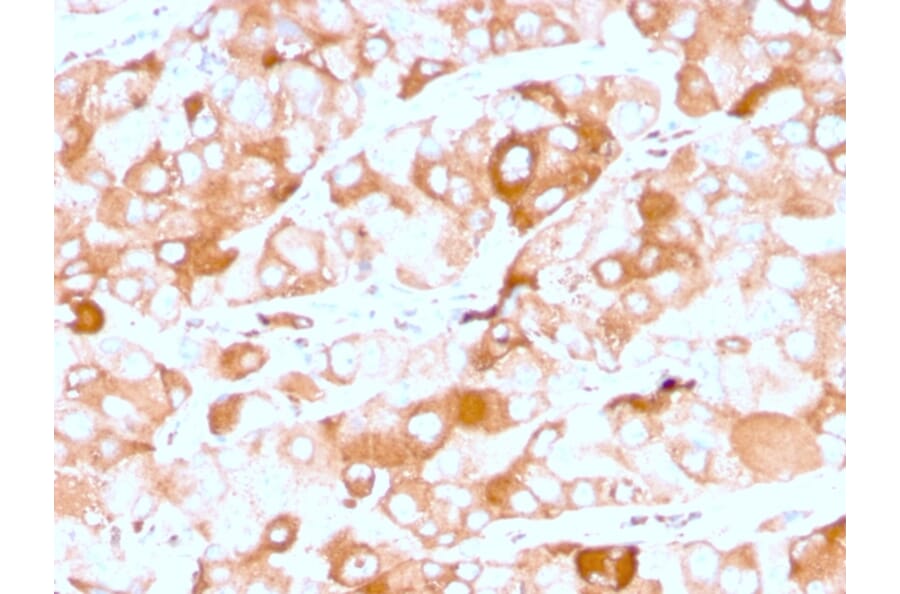 Immunohistochemistry - Anti-Prolactin Receptor Antibody [rPRLR/742] - BSA and Azide free (A252922) - Antibodies.com