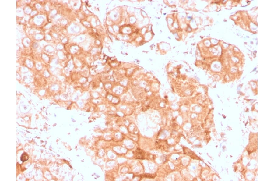 Immunohistochemistry - Anti-Prolactin Receptor Antibody [PRLR/3785R] - BSA and Azide free (A252923) - Antibodies.com