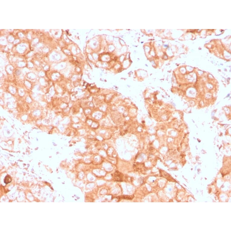 Immunohistochemistry - Anti-Prolactin Receptor Antibody [PRLR/3785R] - BSA and Azide free (A252923) - Antibodies.com