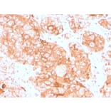 Immunohistochemistry - Anti-Prolactin Receptor Antibody [PRLR/3785R] - BSA and Azide free (A252923) - Antibodies.com