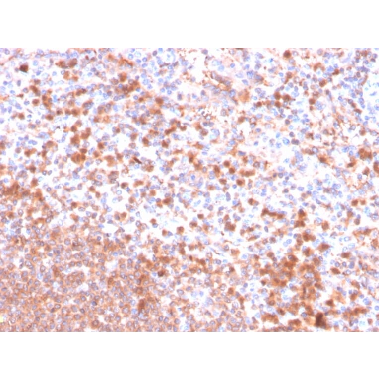 Immunohistochemistry - Anti-Resistin Antibody [RETN/4326] - BSA and Azide free (A252925) - Antibodies.com