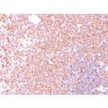 Immunohistochemistry - Anti-Resistin Antibody [RETN/4326] - BSA and Azide free (A252925) - Antibodies.com