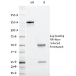 SDS-PAGE - Anti-beta 2 Microglobulin Antibody [246-E9.E7] - BSA and Azide free (A252925) - Antibodies.com