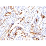 Immunohistochemistry - Anti-beta 2 Microglobulin Antibody [B2M/1118] - BSA and Azide free (A252928) - Antibodies.com