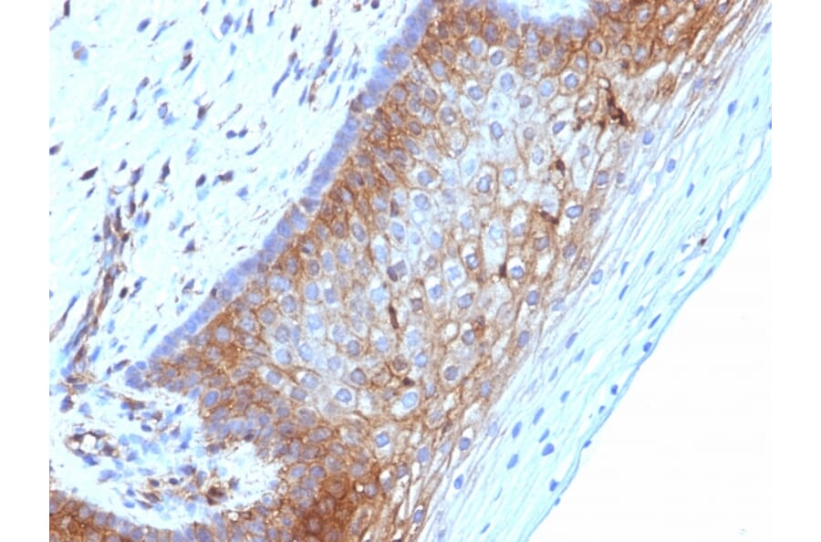 Immunohistochemistry - Anti-beta 2 Microglobulin Antibody [B2M/1118] - BSA and Azide free (A252928) - Antibodies.com