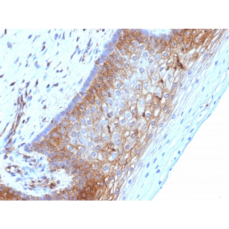 Immunohistochemistry - Anti-beta 2 Microglobulin Antibody [B2M/1118] - BSA and Azide free (A252928) - Antibodies.com