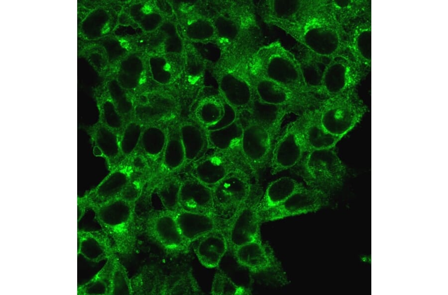 Immunofluorescence - Anti-beta 2 Microglobulin Antibody [B2M/1118] - BSA and Azide free (A252928) - Antibodies.com