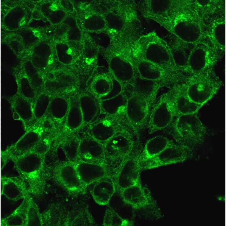 Immunofluorescence - Anti-beta 2 Microglobulin Antibody [B2M/1118] - BSA and Azide free (A252928) - Antibodies.com
