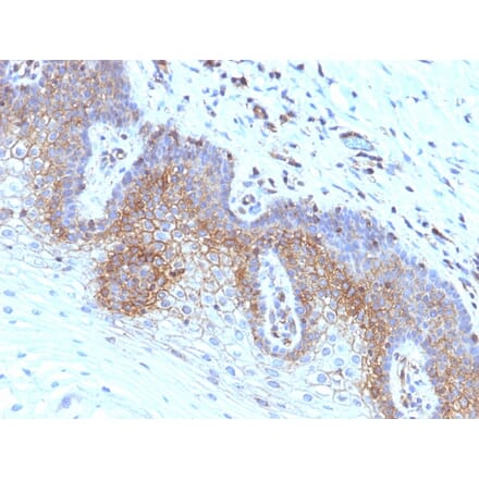 Immunohistochemistry - Anti-beta 2 Microglobulin Antibody [SPM617] - BSA and Azide free (A252929) - Antibodies.com