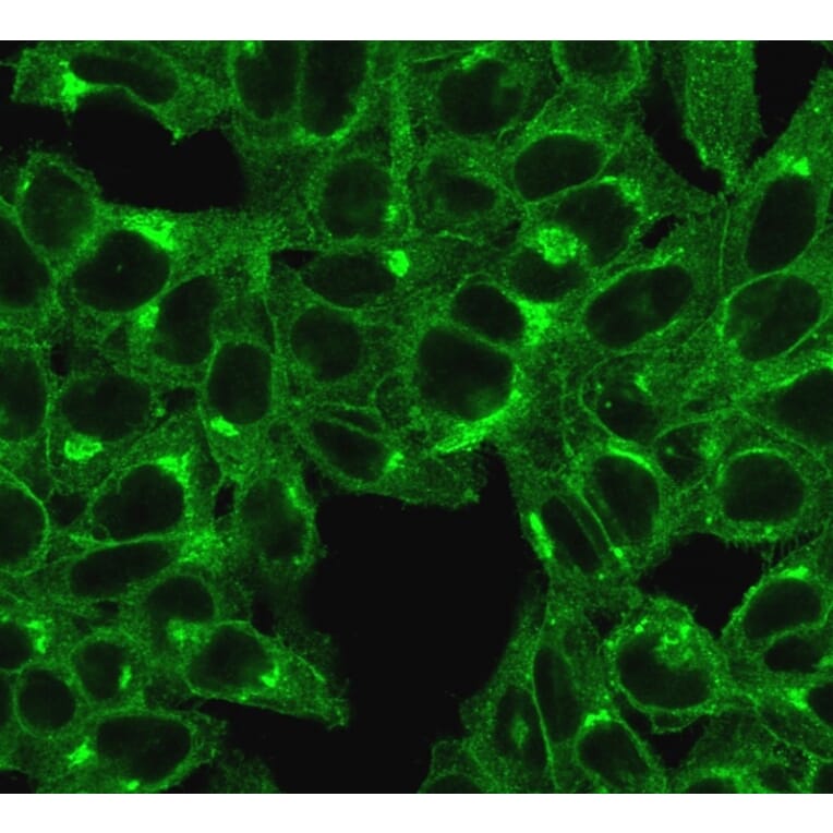 Immunofluorescence - Anti-beta 2 Microglobulin Antibody [SPM617] - BSA and Azide free (A252929) - Antibodies.com