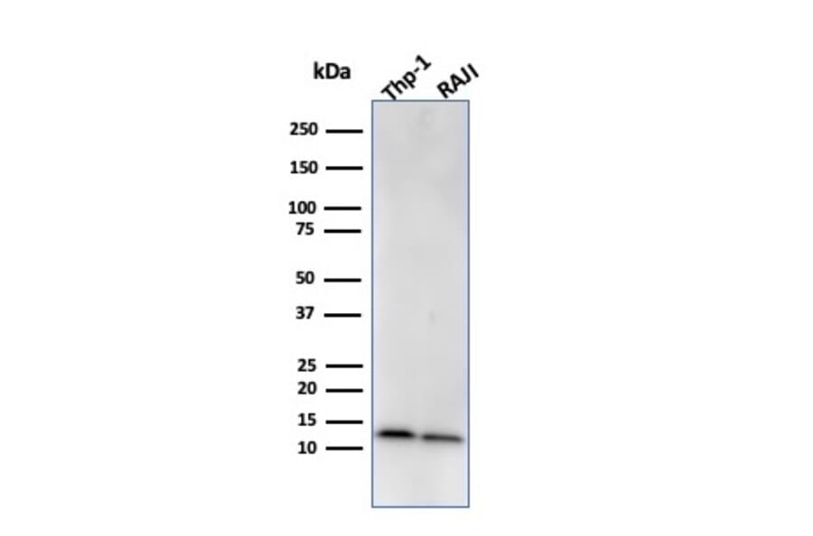Western Blot - Anti-beta 2 Microglobulin Antibody [BBM.1] - BSA and Azide free (A252930) - Antibodies.com
