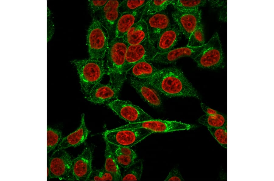Immunofluorescence - Anti-beta 2 Microglobulin Antibody [BBM.1] - BSA and Azide free (A252930) - Antibodies.com