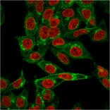 Immunofluorescence - Anti-beta 2 Microglobulin Antibody [BBM.1] - BSA and Azide free (A252930) - Antibodies.com