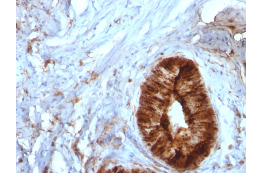 Immunohistochemistry - Anti-beta 2 Microglobulin Antibody [B2M/961] - BSA and Azide free (A252932) - Antibodies.com