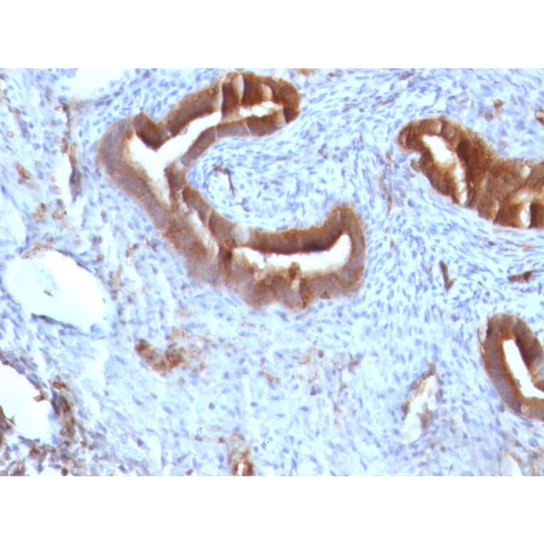 Immunohistochemistry - Anti-beta 2 Microglobulin Antibody [B2M/961] - BSA and Azide free (A252932) - Antibodies.com