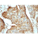 Immunohistochemistry - Anti-beta 2 Microglobulin Antibody [B2M/961] - BSA and Azide free (A252932) - Antibodies.com