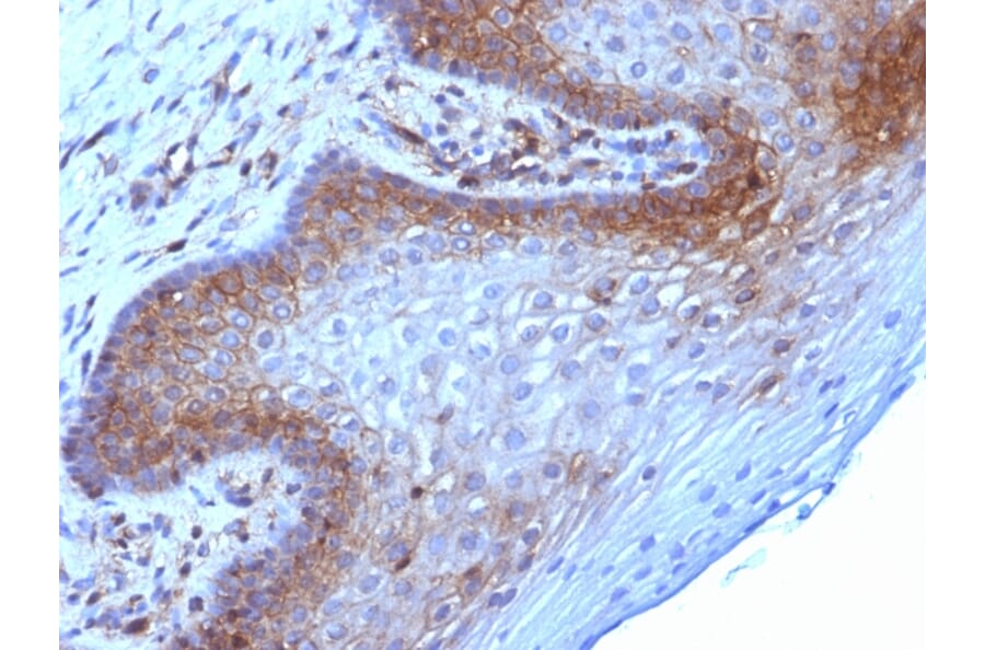 Immunohistochemistry - Anti-beta 2 Microglobulin Antibody [B2M/961] - BSA and Azide free (A252932) - Antibodies.com