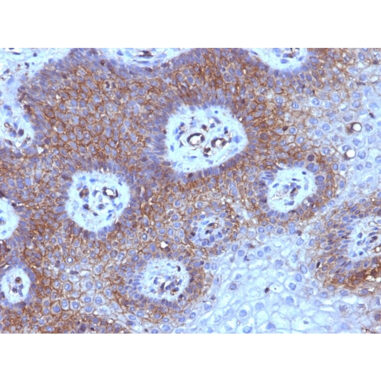 Immunohistochemistry - Anti-beta 2 Microglobulin Antibody [B2M/961] - BSA and Azide free (A252932) - Antibodies.com