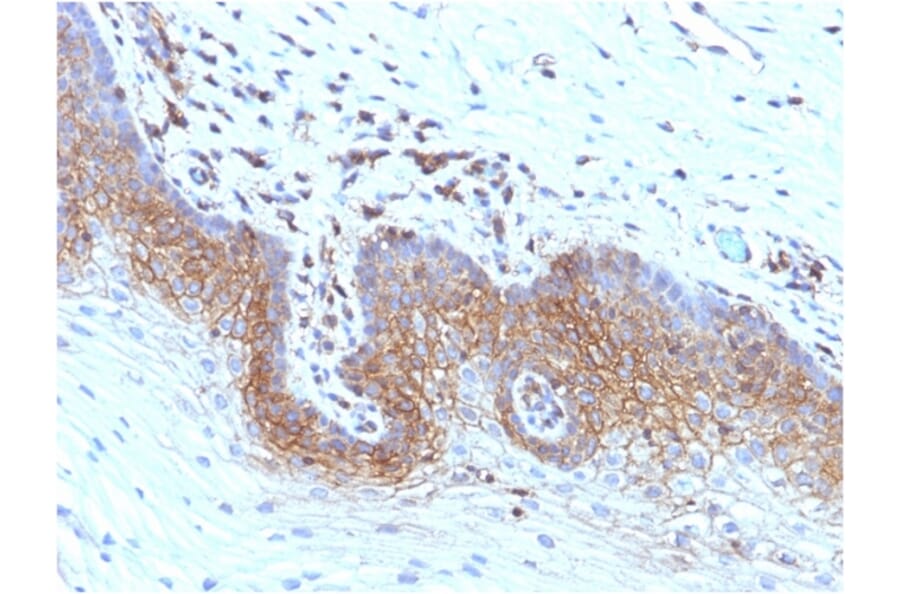 Immunohistochemistry - Anti-beta 2 Microglobulin Antibody [rB2M/961] - BSA and Azide free (A252933) - Antibodies.com