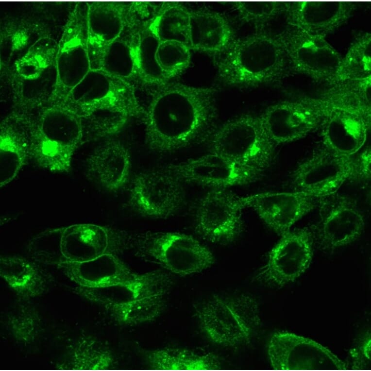Immunofluorescence - Anti-beta 2 Microglobulin Antibody [rB2M/961] - BSA and Azide free (A252933) - Antibodies.com