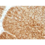 Immunohistochemistry - Anti-beta 2 Microglobulin Antibody [B2M/1857R] - BSA and Azide free (A252934) - Antibodies.com