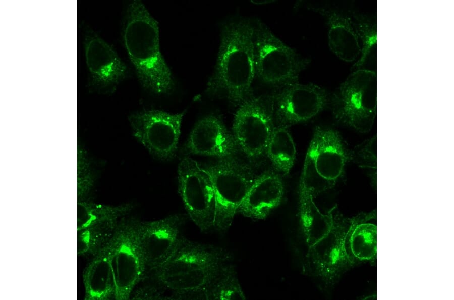 Immunofluorescence - Anti-beta 2 Microglobulin Antibody [B2M/1857R] - BSA and Azide free (A252934) - Antibodies.com