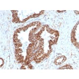 Immunohistochemistry - Anti-PMEPA1 Antibody [PMEPA1/2698] - BSA and Azide free (A252938) - Antibodies.com