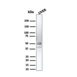 Western Blot - Anti-PSMD4 Antibody [CPTC-PSMD4-3] - BSA and Azide free (A252940) - Antibodies.com
