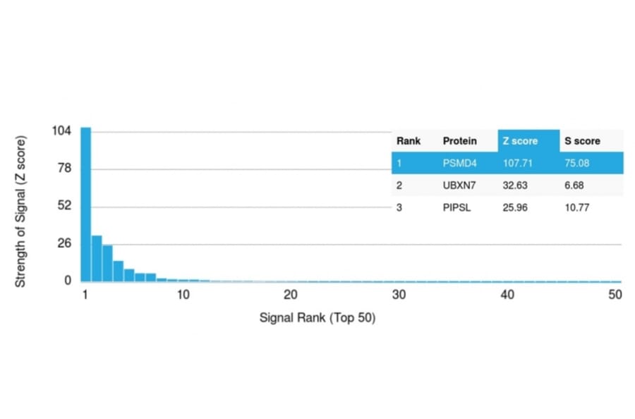 Protein Array - Anti-PSMD4 Antibody [CPTC-PSMD4-3] - BSA and Azide free (A252939) - Antibodies.com