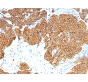 Immunohistochemistry - Anti-Parathyroid Hormone Antibody [3H9] - BSA and Azide free (A252940) - Antibodies.com