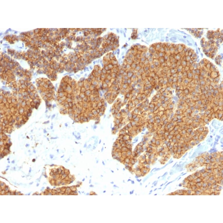 Immunohistochemistry - Anti-Parathyroid Hormone Antibody [3H9] - BSA and Azide free (A252940) - Antibodies.com