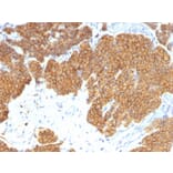 Immunohistochemistry - Anti-Parathyroid Hormone Antibody [3H9] - BSA and Azide free (A252940) - Antibodies.com