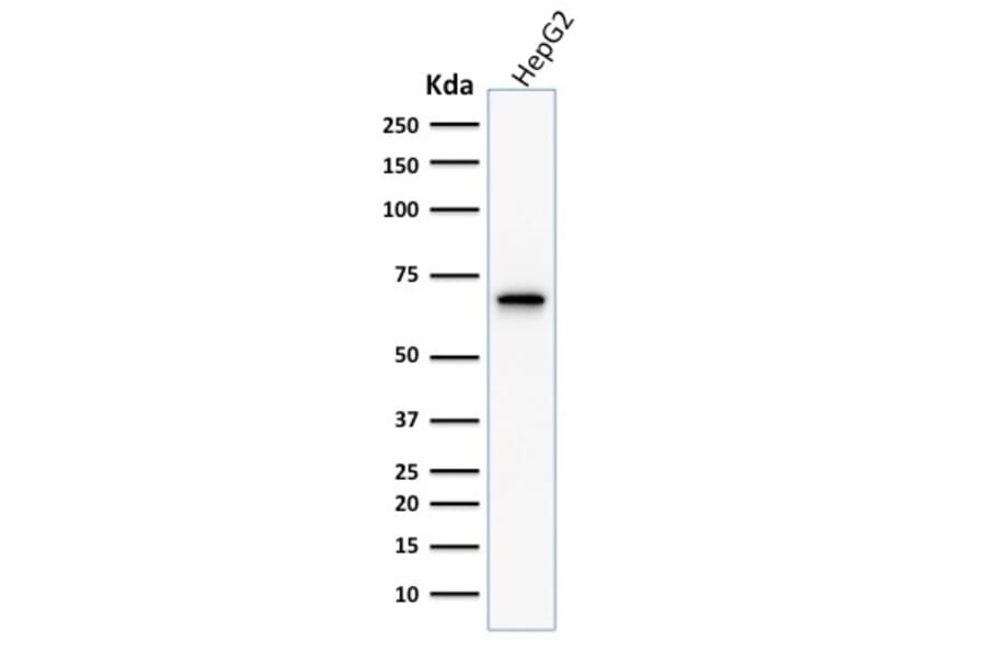 Western Blot - Anti-COX2 Antibody [COX2/1941] - BSA and Azide free (A252952) - Antibodies.com