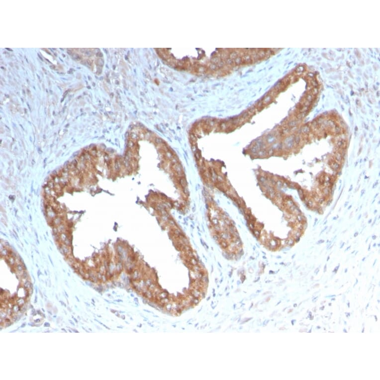 Immunohistochemistry - Anti-COX2 Antibody [COX2/3232R] - BSA and Azide free (A252953) - Antibodies.com