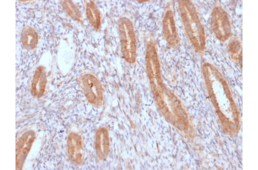 Immunohistochemistry - Anti-COX2 Antibody [COX2/3232R] - BSA and Azide free (A252952) - Antibodies.com