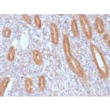 Immunohistochemistry - Anti-COX2 Antibody [COX2/3232R] - BSA and Azide free (A252952) - Antibodies.com