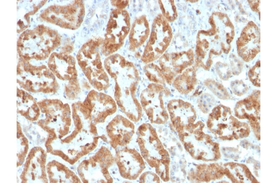 Immunohistochemistry - Anti-COX2 Antibody [COX2/3320R] - BSA and Azide free (A252954) - Antibodies.com