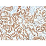 Immunohistochemistry - Anti-COX2 Antibody [COX2/3320R] - BSA and Azide free (A252954) - Antibodies.com